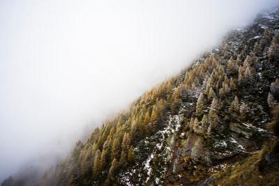 山上松树上的白雾